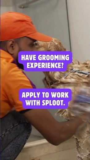 Are you an experienced dog groomer? Join Sploot and get regular work easily #sploot #doggrooming #h
