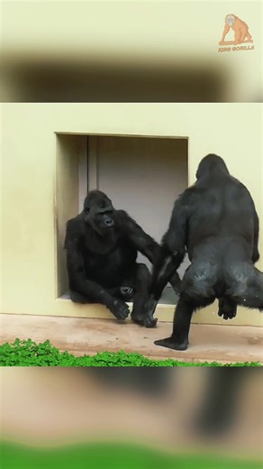 So big! Brown hair as gorilla family!😍🦍💕#Kinggotillas #gorillas #gorilla #wildlife #animals #monkey #nature #gorillaz #monkeys #wildlifephotography #Kinggotillas #Gorillmomotaro #gta #africa #chimpanzee #ape #primates #uganda #zoo #animal #silverback #Gorillmomotaro #pittstate #psu #mountaingorillas | King Gorilla