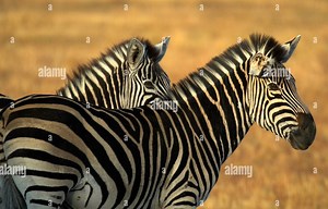 Animal Planet Amazing on Reels