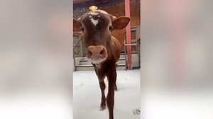 Video: Longhorn calf at Fort Worth Zoo enjoys the snow