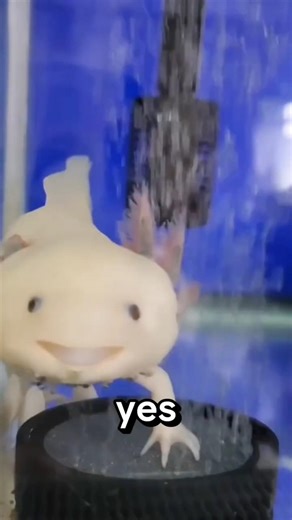 THE SUPER CUTE HEALER❤️ #shorts #axolotl