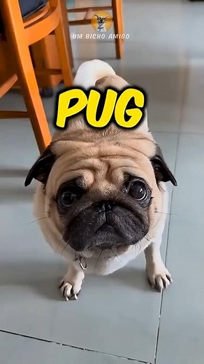 Interesting facts about the Pug breed!