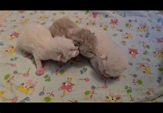 Latest emergency rescue. 2 day old kittens orphaned. #protecteverywhisker #animalrescue #orphan #sweetchildofmine #rescuedkittens