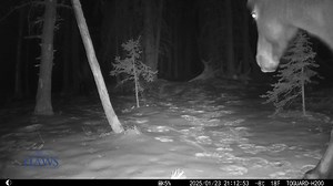 No cull and No contraception required. The Alberta Forestry and Parks Minister, Todd Loewen, needs to wake up! | Help Alberta Wildies Society