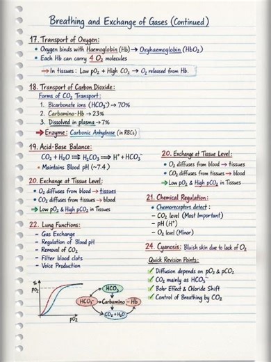“#Breathing and #Exchange of Gases 🔥 Complete Handwritten Notes | Class 11 Biology | Easy Revision”