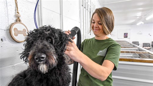 Where do fleas come from? Pests pose problems for both pets and families, even in winter