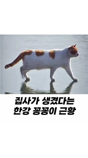 스마일_킹_♥(스마일컴퍼니) on Instagram: "해당 고양이를 촬영하게 된 이야기를 스레드에 올렸다가 화제가 되었고, 혹독한 겨울을 두 번이나 더 보냈지만 최근까지도 그 고양이를 보았단 제보를 받아 다시 찾아가보았더니 공개하지 않았던 영상들의 얼룩과도 완벽히 일치하는 고양이를 찾으셨다고..🥲 그 뒤로 매일 밥 주다가 결국 집으로 데려오셨다고 함🥹 출처 : 5275 오이칠오 *문제시 DM주시면 삭제하겠습니다. * If you give me DM in case of problem, I will delete it."