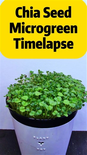 Watch this Epic Chia Seed Timelapse!