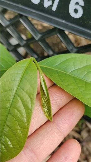Pawpaw Robel