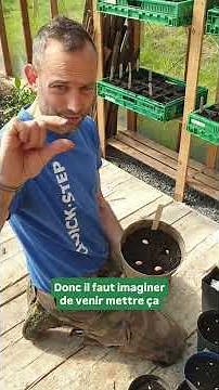 Comment réussir ses semis de courges ?