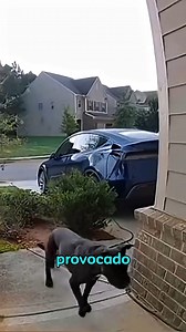 261K views · 5.3K reactions | Esta mujer se asustó al ver a un pitbull #pitbull #animals #wildlife #fauna #animalworld | Curioso Extremo | Facebook