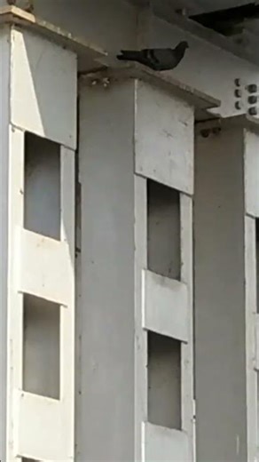 Pigeon in the Iron Bridge#birds