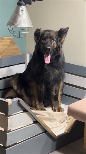 Urka J 57 , à l air d être en travail .. des retours d expérience à ce stage de la gestation des éleveurs ? | Elevage des Monts de Thiérache