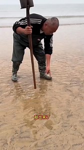 1.5M views · 3.8K reactions | Razor Clam Found in Mud  | #shorts #viralvideo #fact | FactFinder | Facebook