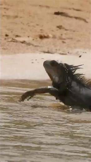 Massive iguana swimming and landing on the beach 🏖️ #iguana #puertorico
