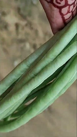 Grow Bags: The Ultimate Guide to Container Gardening