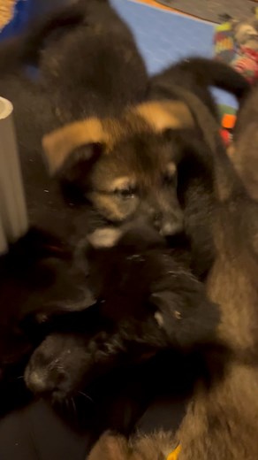 RED’s German Shepherds on Reels