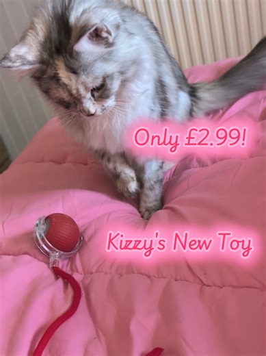 Replying to @enycat Kizzy's new toy was a bargain, only £2.99! I've linked it below for anyone who was interested 🛍️ Grab it while it's got 50% off! #cat #tiktokmademebuylt #cats #fyp #mainecoon