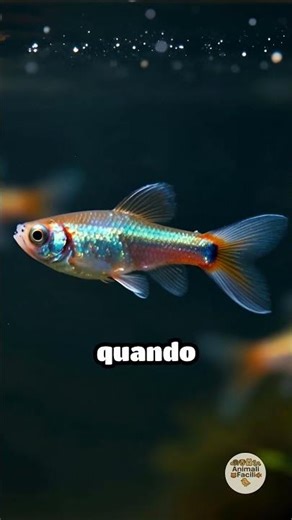 Perché Il Guppy Si Nasconde Dietro Il Filtro? #guppy #pesci #animalifacili