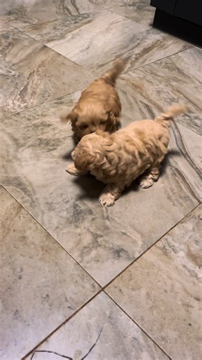 Adorable Maltipoo Puppies You Can't Resist