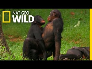 Bonobo Love | Wild Wives of Africa