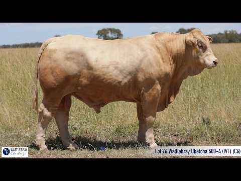 Lot 76 Wattlebray Ubetcha 600-4 (IVF) (C6)