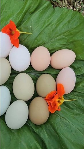 Chicken breed egg colors & size comparison #chickens #coop #homestead #eggs #hens #growyourownfood