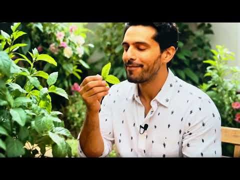 Natural Peppermint Oil to Relieve Headaches