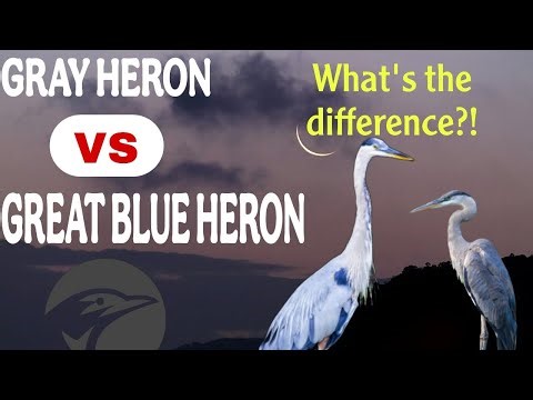 Grey Heron vs Great Blue Heron | Key Differences || You Should Know!