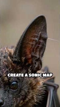 Echolocation: The Secret to Bat Survival