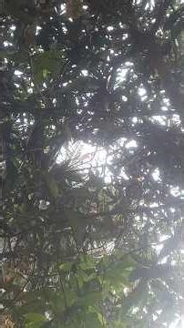 Bird's house 🏠 🪺🥭🌳 #youtubeshort #youtubevideo #sahiljadhav64 #youtubeshorts #subscribe #support