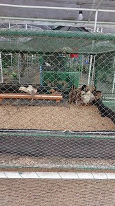 134K views · 1.2K reactions | The less than two-weeks old chicks in the fireless brooder | Philippine Native Chicken | Facebook