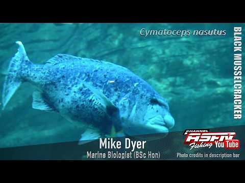 ASFN Fishing SPECIES | The Black Musselcracker