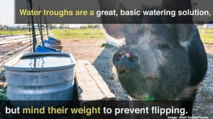 11 reactions · 3 comments | Providing pigs with water can be a challenge, but careful equipment selection and best practices can help–especially when winter temperatures drop below freezing. | Hobby Farms | Facebook