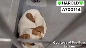 3K views · 385 reactions | 拾❤️❤️ RESCUE HOLD!! ❤️❤️拾**Once a dog...