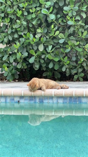 Curious orange cat 😻 #catlover #cutecat #cat #orangecat