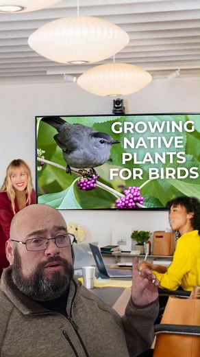 Native plants 🤝 Birds Native plants provide for our local wildlife in more robust ways than non-native plants ever will. And one of the most important things to include in your pollinator and bird-friendly garden is native host plants 🦋. Host plants are critical to support the caterpillars and insects that birds rely on to feed their young (a single chickadee brood requires over 6,000 caterpillars!). Want to get started with growing native plants? Comment PLANTS to get a free copy of our Birds