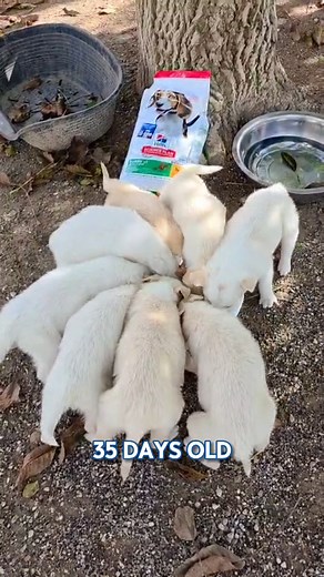 238 reactions | Big hearts make big differences.  We’re proud to support Adopt a Sicilian Stray and the dedicated rescuers caring for puppies until they’re ready to be adopted. Proper nutrition helps give every pet a strong start and a real chance at a brighter future. Hit ❤️ if you believe every pet deserves a second chance! #StrayDogs #PuppyCare #HelpingPets #PetRescueMalta #HealthyPets | Hill’s Pet Nutrition | Facebook