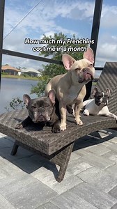 Cost of Maintaining a French Bulldog: A Breakdown