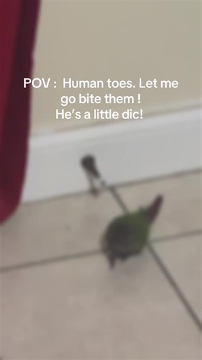 #funny #funnypets #funnyparrot #birds Hes a dic but he is my dic !