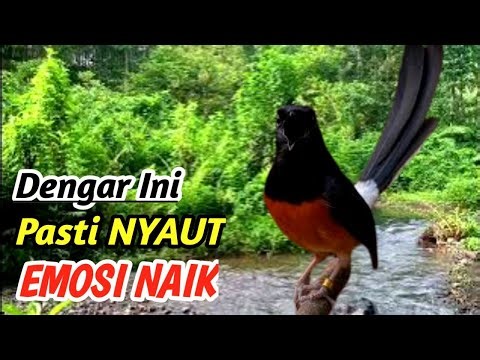 Natural River Sound Masteran Murai Batu – Deep Forest Bird Training Therapy