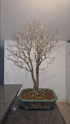 Massive double trunk hawthorn, first prune in a while🌳#bonsai #fyp #diy #channel #tree