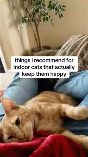 things i recommend for indoor cats that keep them happy #cat #cattips #catlovers #petcare #sponsored