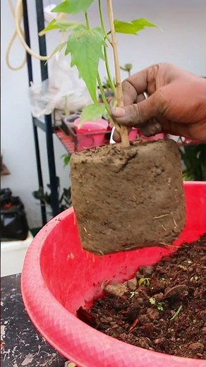 Pruning a sycamore tree #tanvirhobbies #gardening #gardeningtips