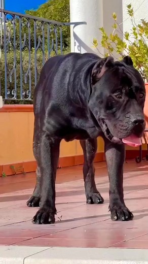 🖤 dogo canario #canecorso #canecorsopuppy #canecorsolove #canecorsofans #dogs #puppies🥰🥰🥰 #canecorso #animalworld #dogsofinstagram #dog #canecorsopuppy #mastiff #italianmastiff #dogs #canecorsoofinstagram | The Cane Corso USA