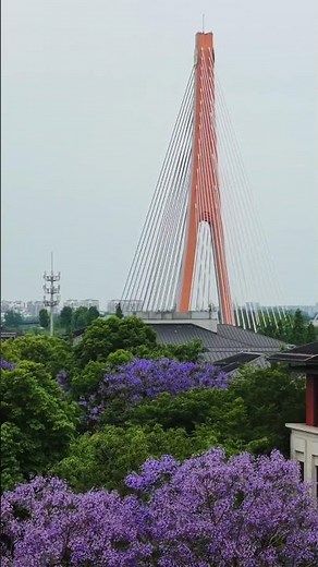 夏の風物詩、街を彩るジャカランダ 四川省成都市
