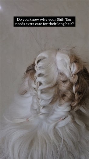 Bela on Instagram: "Do you know why your Shih Tzu needs extra care for their long hair? Here are a few reasons why proper grooming is important… Shih Tzu Long Hair Care Tips 🐶✨ • Brush daily to prevent tangles and mats, especially behind ears and legs • Bathe every 2–3 weeks using dog shampoo and conditioner • Dry the coat fully after baths to avoid itching or infections • Trim hair around eyes, paws, and hygiene areas regularly • Clean eyes daily and wipe the beard after meals • Feed a balance