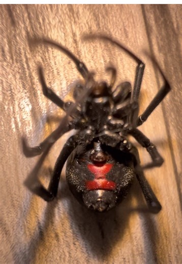 Have you ever seen a spider drink water before?! #blackwidow #spider #insects #bug #entomology