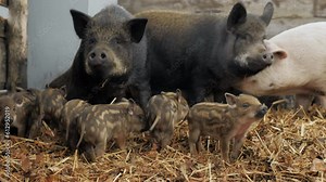 Little cute newborn Vietnamese piglets near their mother pigs on a farm in a heap of straw, free range and growing ecological meat