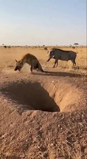 Warthog vs Hyena: A Brutal Clash in the Wild